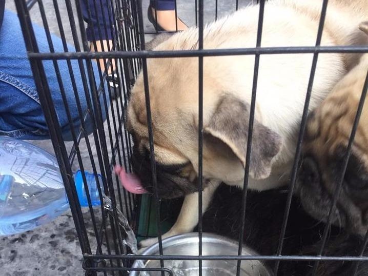 Chu cho duoc tam sau khi thoat khoi chung cu Carina Plaza hinh anh