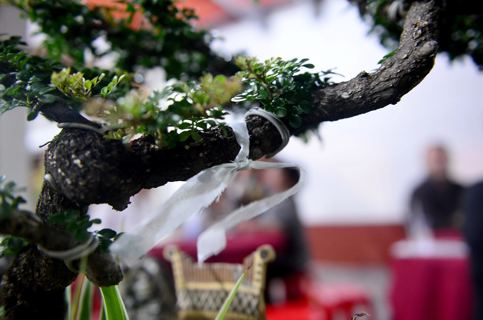 Nghe si den vieng NSUT Thanh Sang anh 3