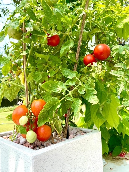 Vuon cay trong biet thu cua Trinh KIm Chi anh 9