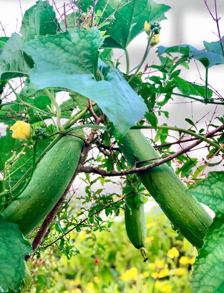 Khu vuon cua Quyen Linh anh 5