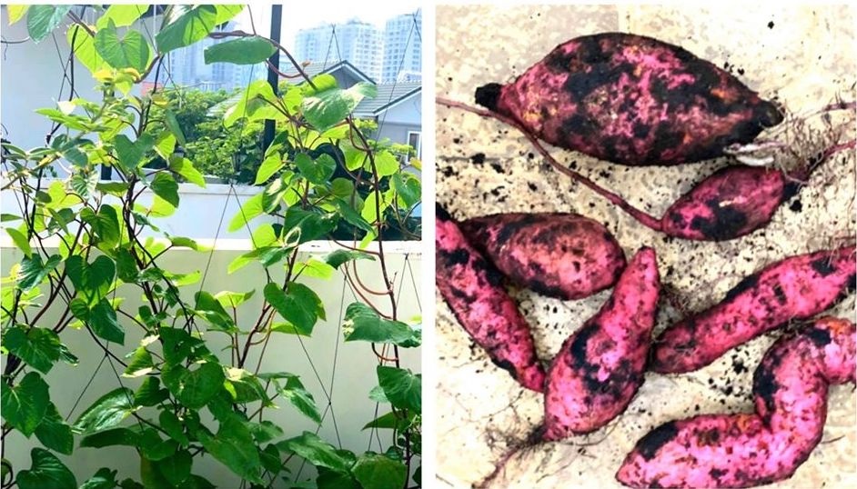 Khu vuon cua Quyen Linh anh 7