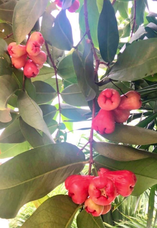 vuon cay rong hang nghin m2 cua sao Viet anh 14