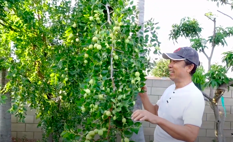 Vuon trai cay cua Van Son o My hinh anh