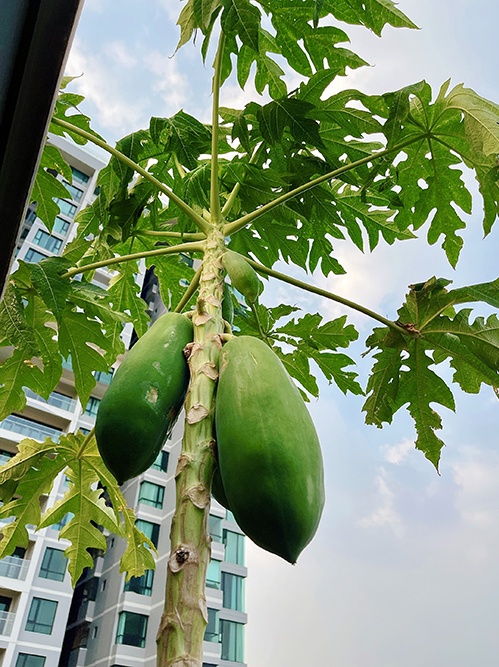 Ho Bich Tram va sao Viet o nha mua dich anh 3