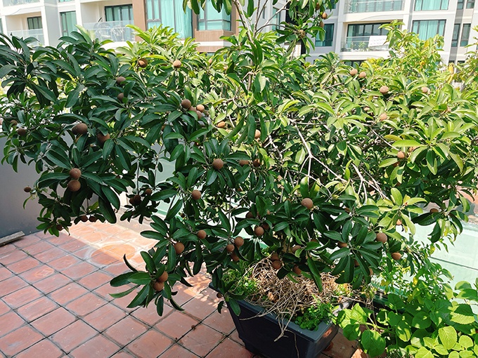 Ho Bich Tram va sao Viet o nha mua dich anh 4