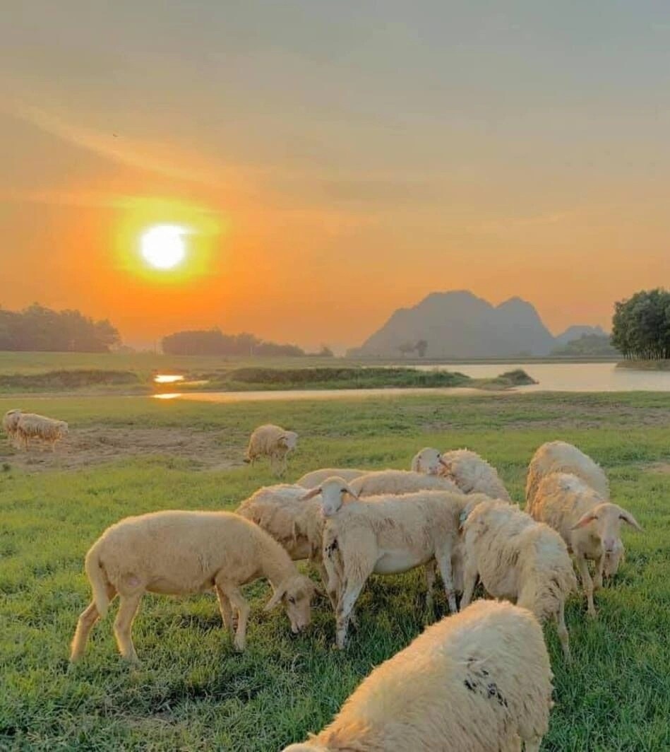 dong cuu Ninh Binh anh 3