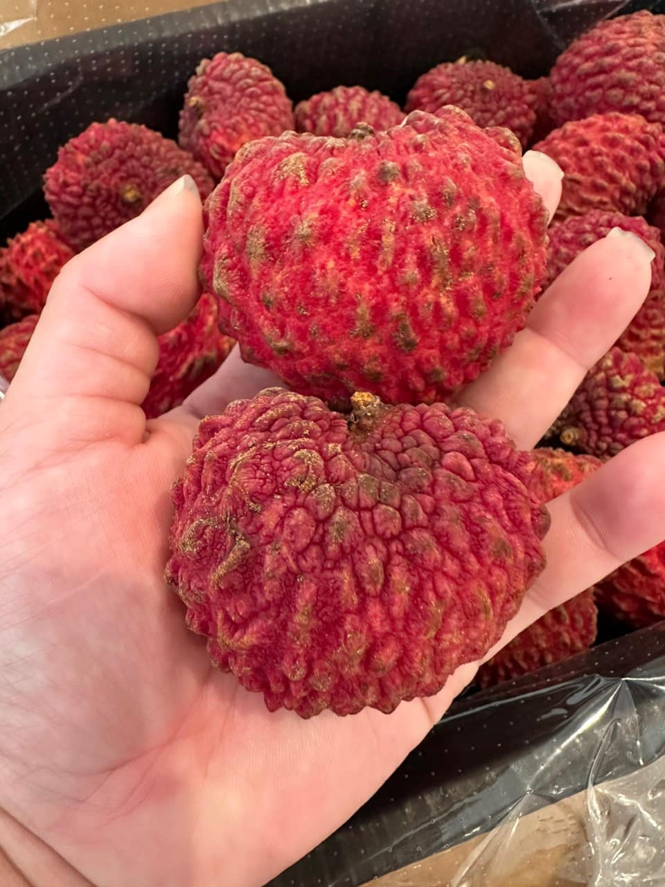 món ngon Australia ảnh 2 mon ngon Australia anh 2