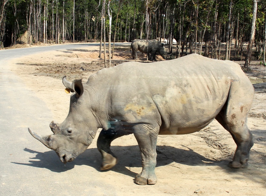 135 khi tron thoat, 100 thu chet o Vinpearl Safari Phu Quoc hinh anh