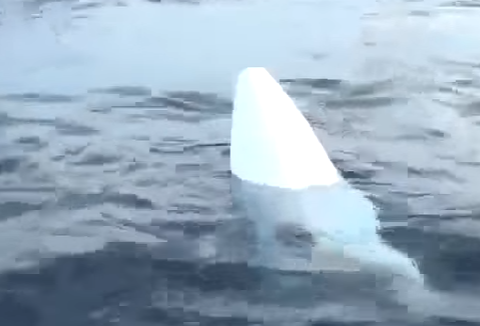 Clip tim thay manh vo may bay CASA hinh anh