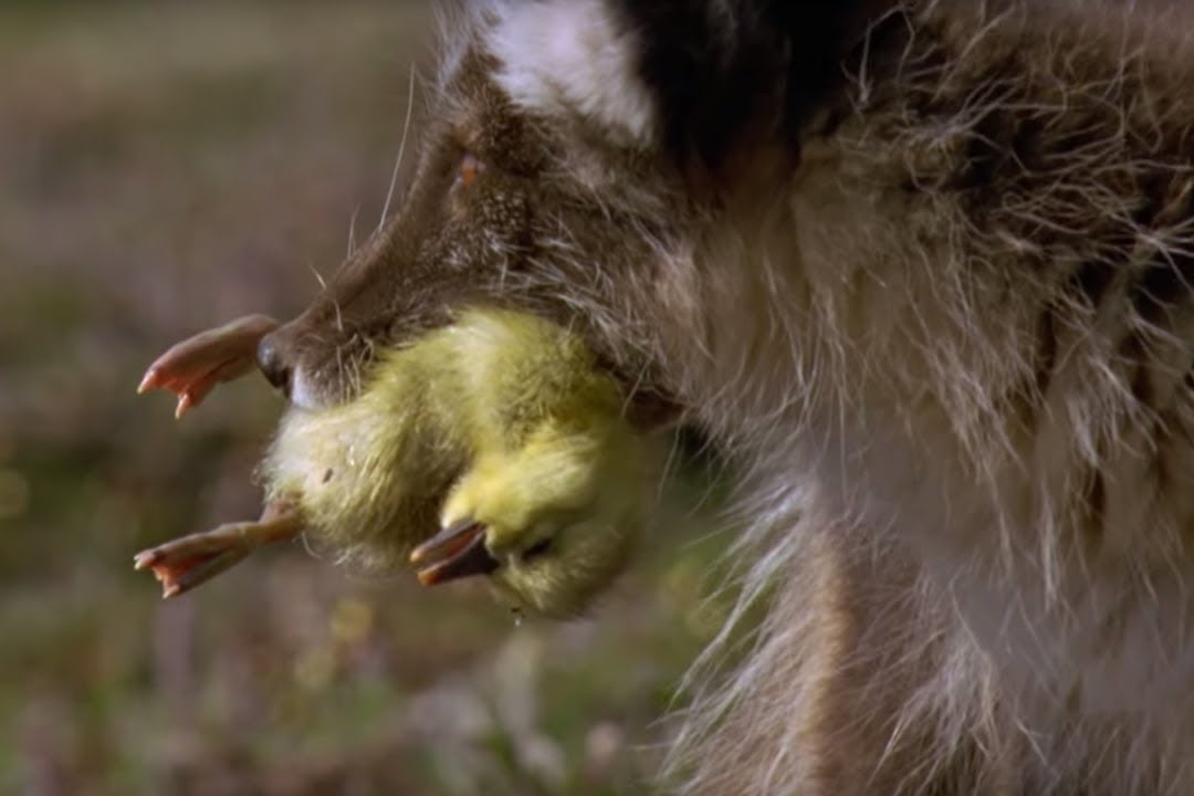 Cao Bac Cuc san ngong tuyet de nuoi con nho hinh anh