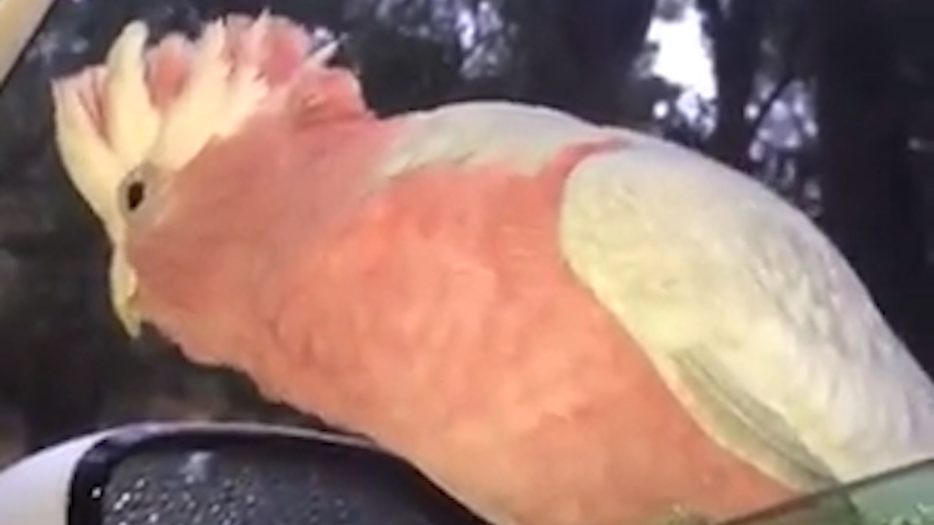 Chu vet di nho xe tai Australia hinh anh