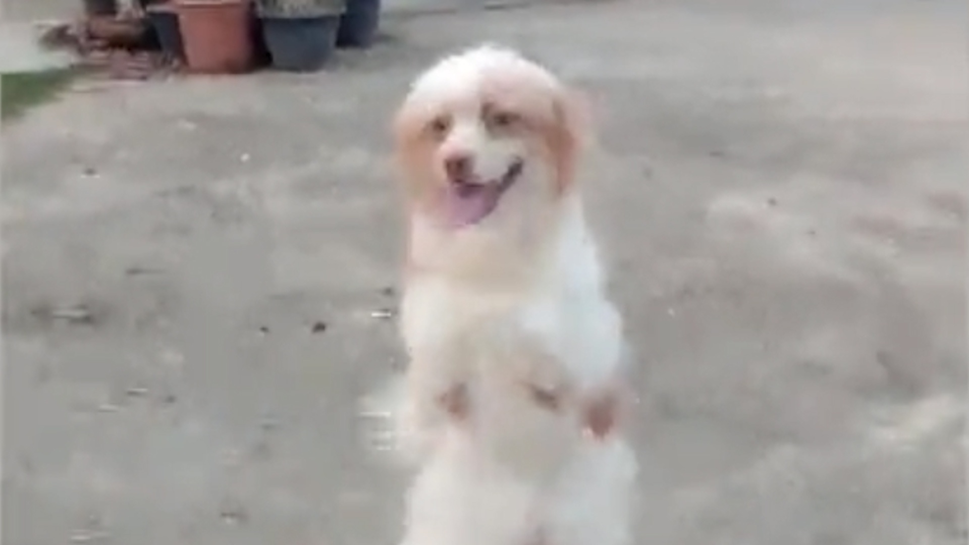 Chu cho khuyet tat tu tap di va sinh hoat bang 2 chan hinh anh