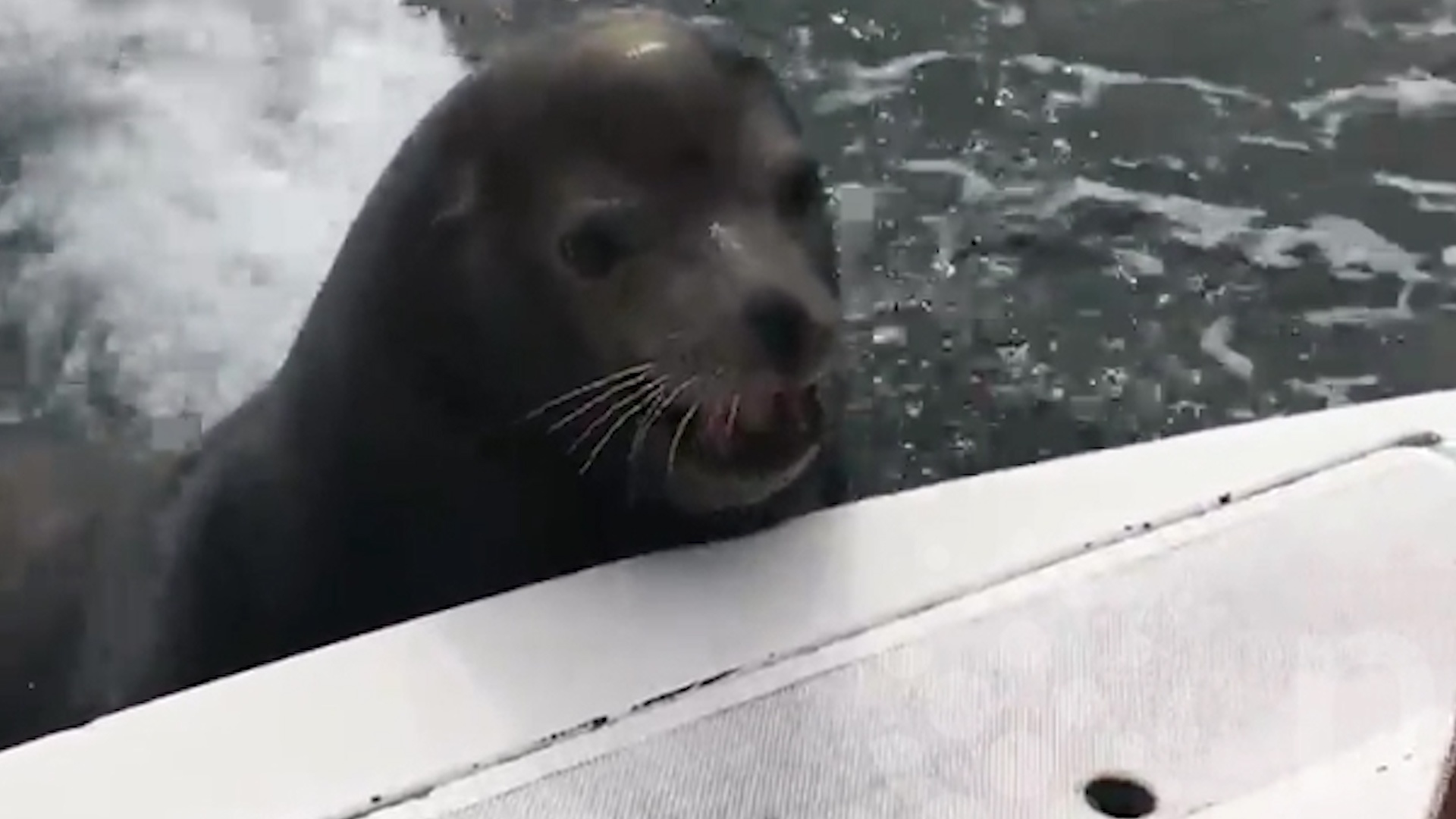 Su tu bien nhay len thuyen du khach de xin an hinh anh