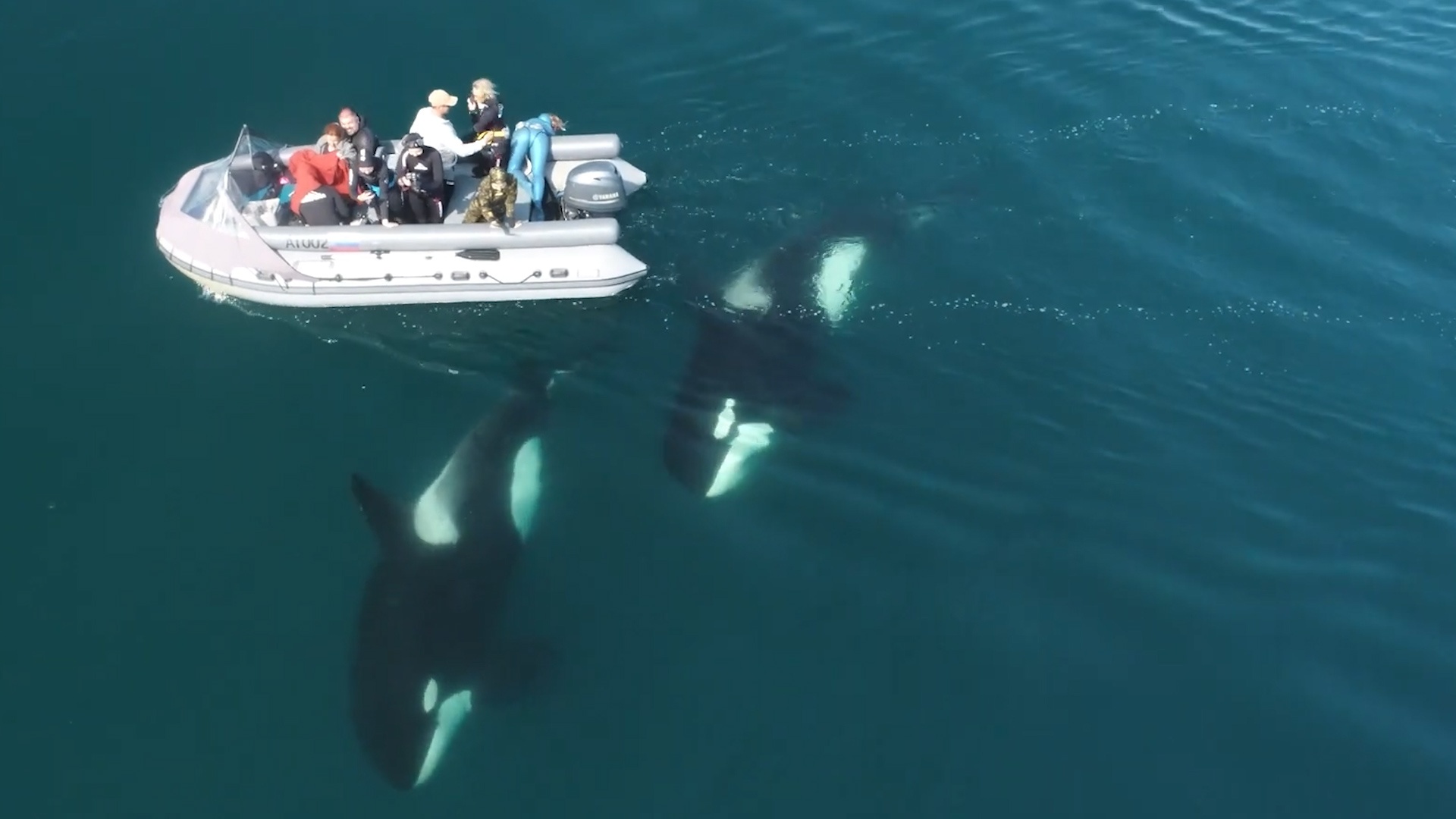 Khoanh khac 2 con ca voi sat thu boi gan thuyen o Nga hinh anh