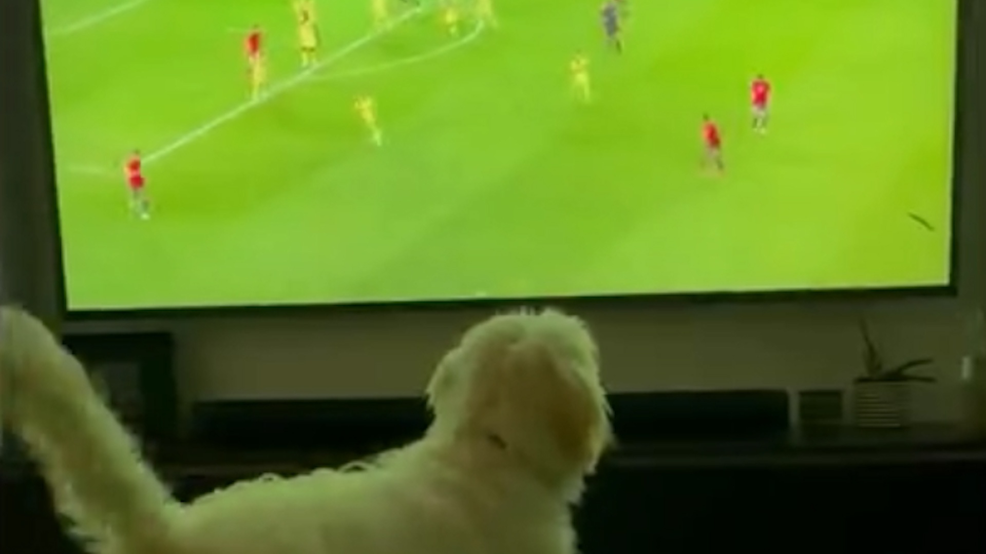 Chu cho say me theo doi bong da hinh anh