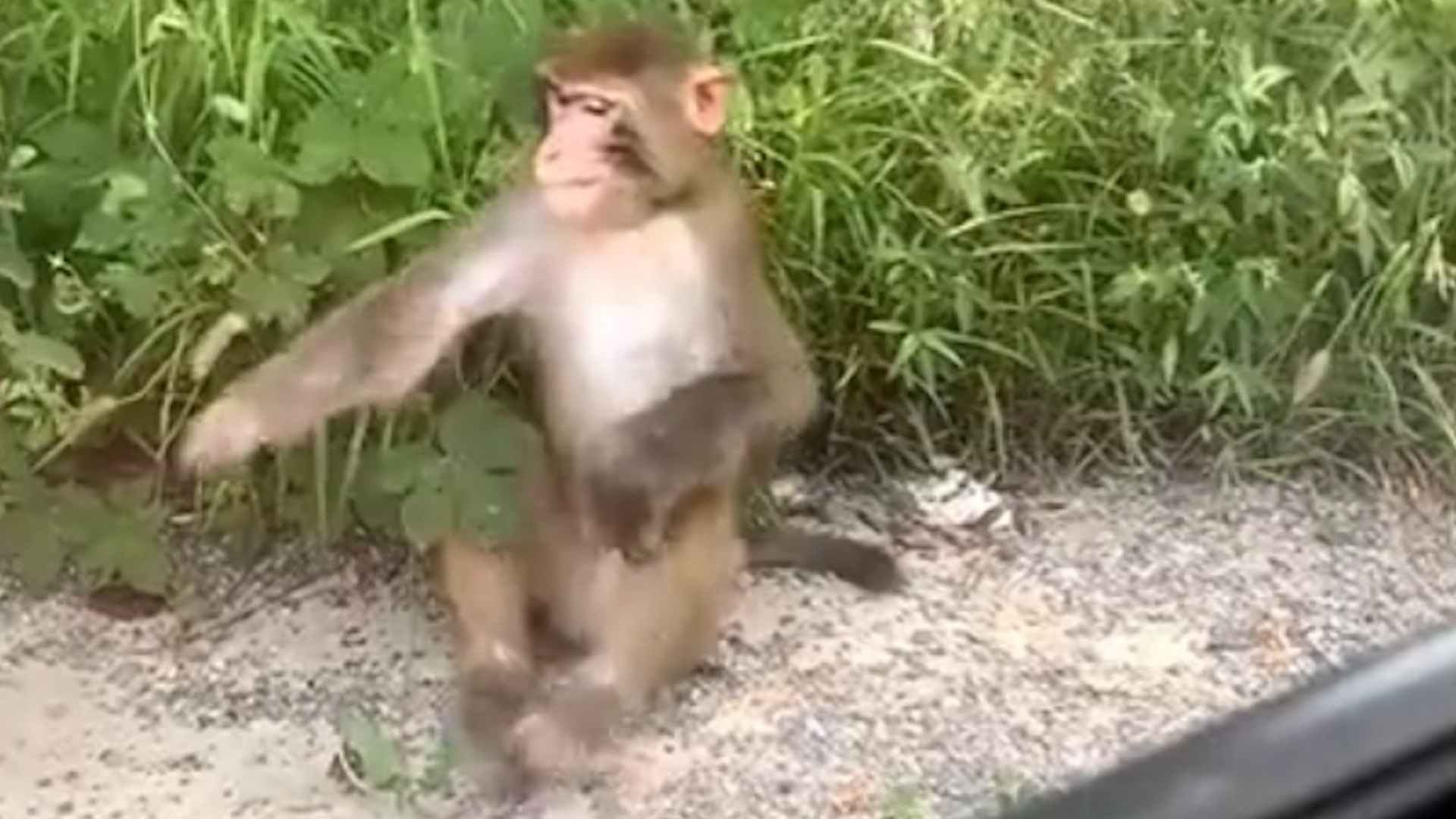 Video chu khi nhay hip hop bat ngo noi tren mang hinh anh
