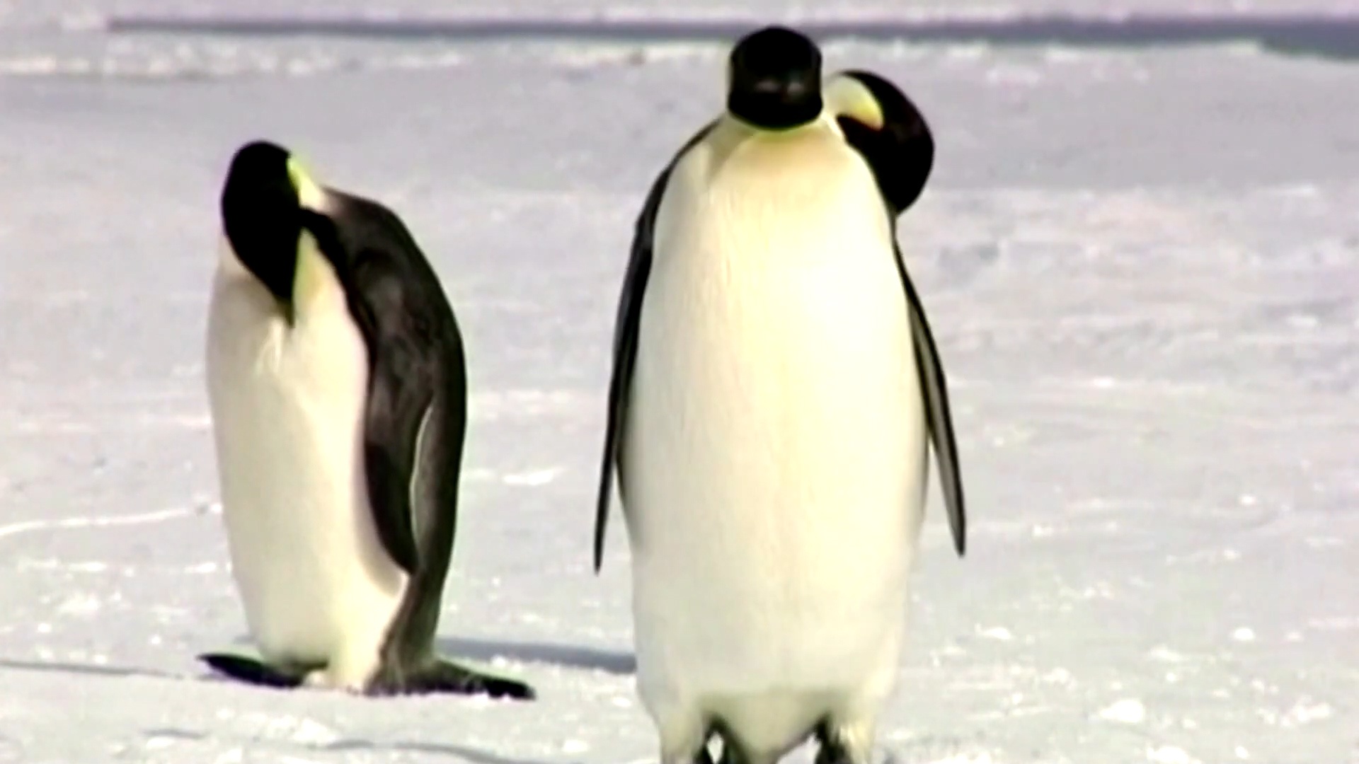 Loai chim canh cut hoang de co nguy co tuyet chung hinh anh