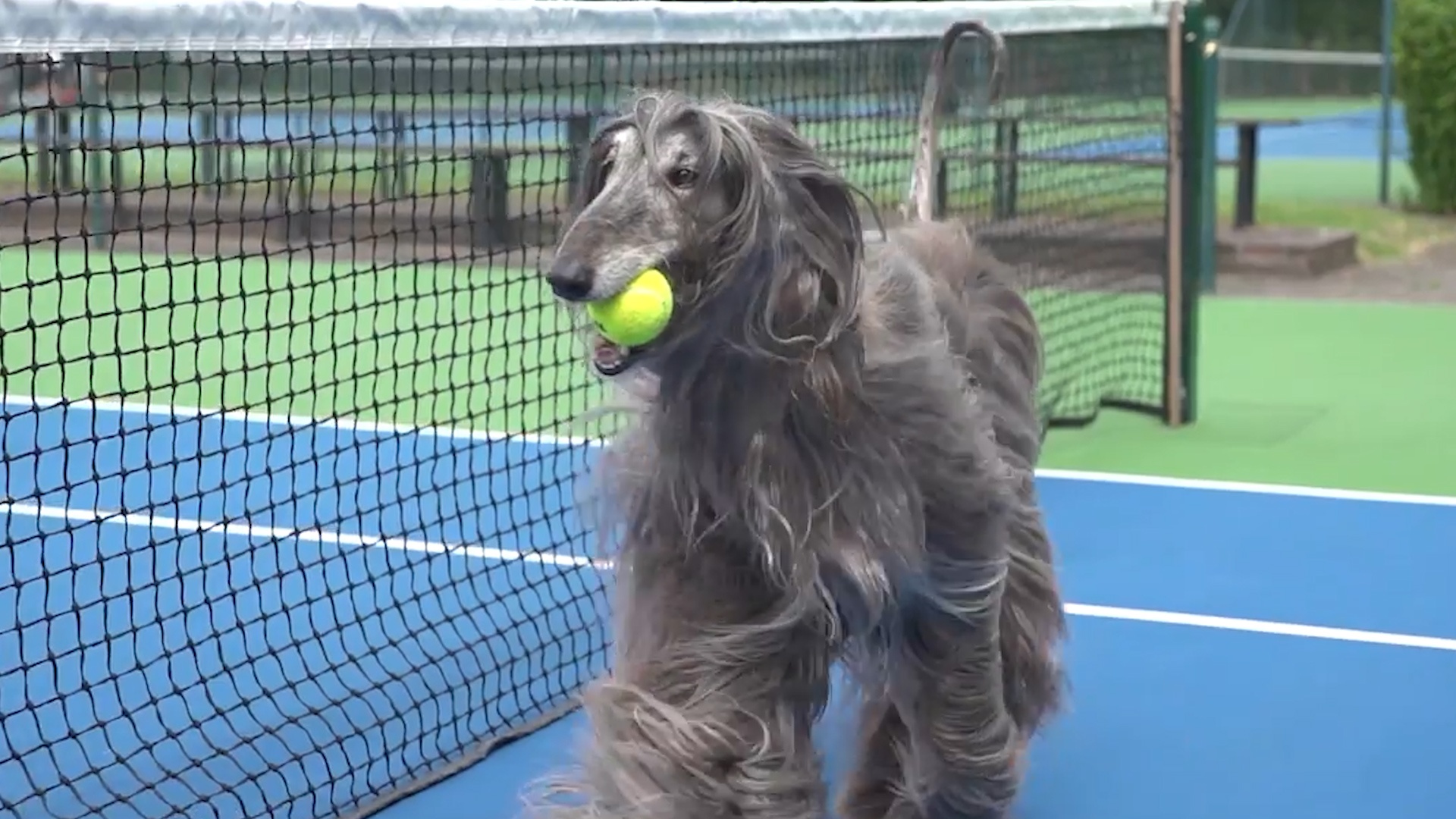 Nhung chu cho duoc dao tao tro thanh nhan vien nhat bong hinh anh