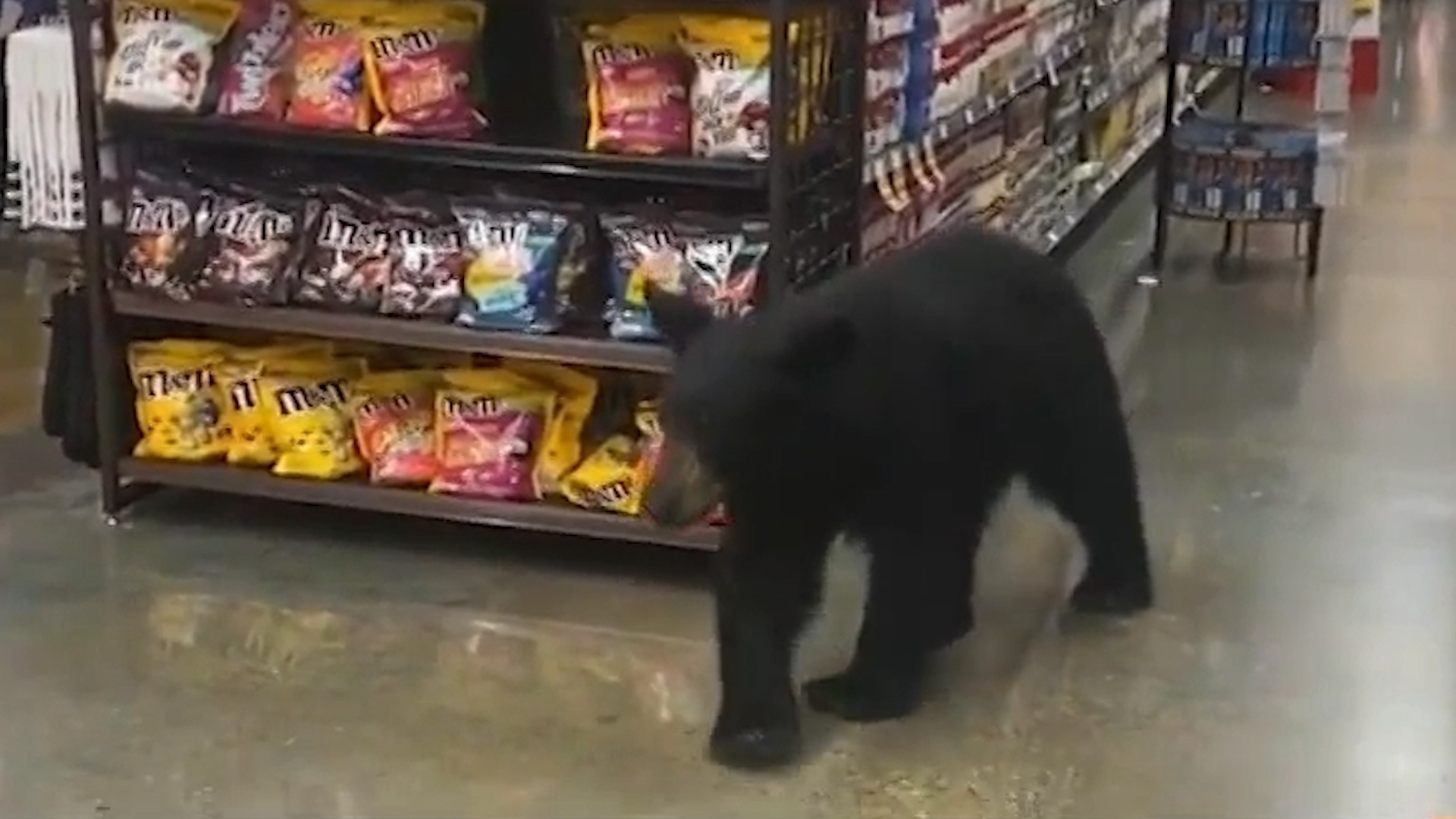 Gau den bi bat khi dang di dao trong cua hang o California hinh anh