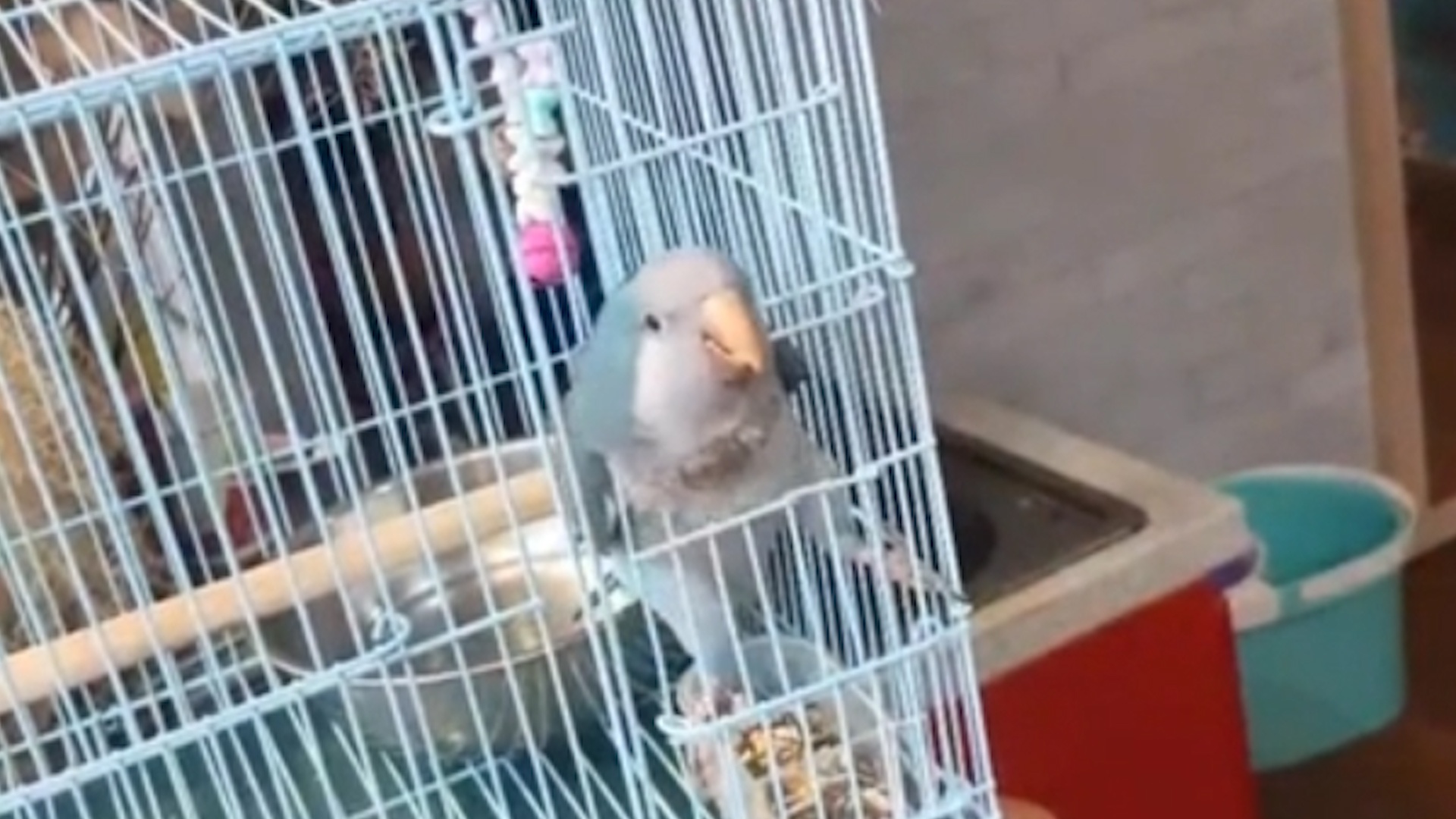 Vet thong minh tu tim cach thoat ra khoi long hinh anh