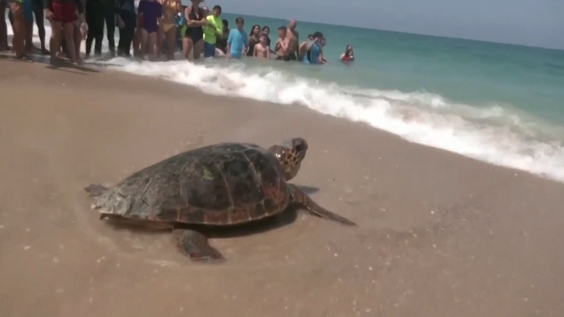 Dam dong co vu chu rua tro ve dai duong hinh anh