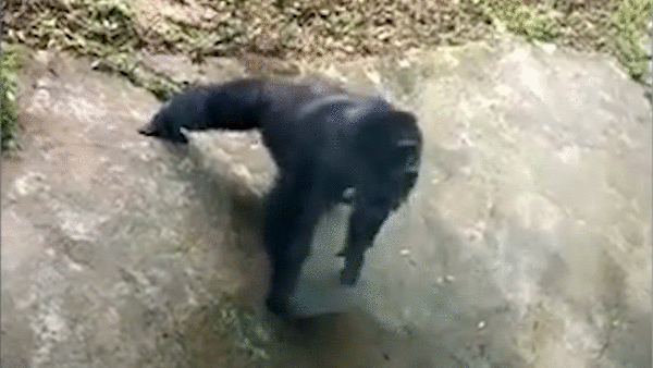 Tinh tinh bat chuoc dong tac chong day cua du khach hinh anh