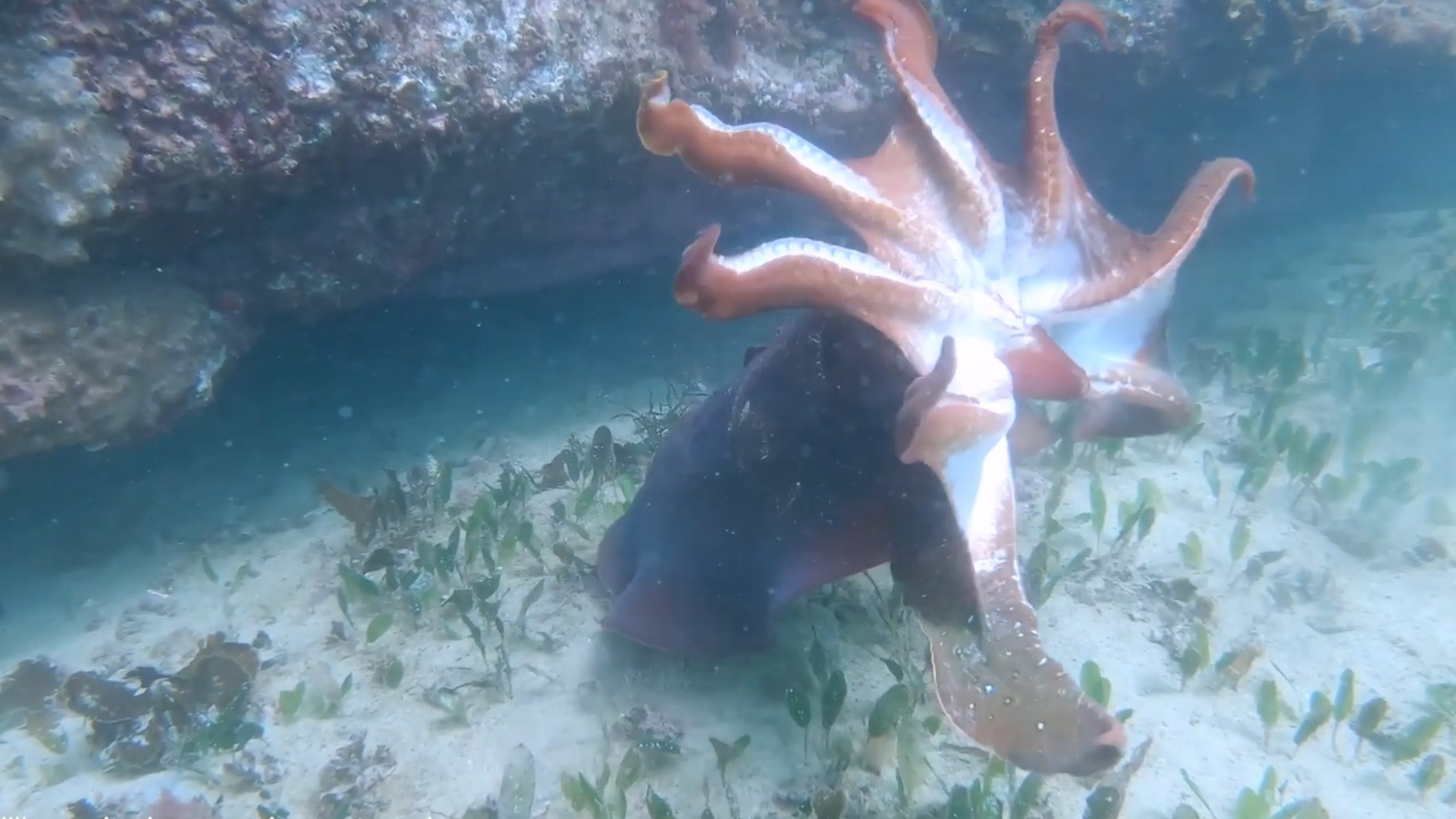 Muc nang bi ca ro bien xua duoi khoi lanh tho hinh anh