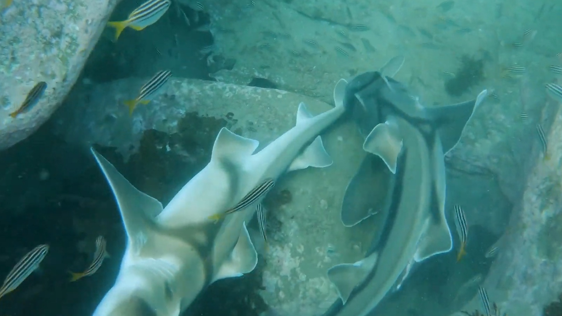 Khoanh khac ca map tan tinh nhau hinh anh