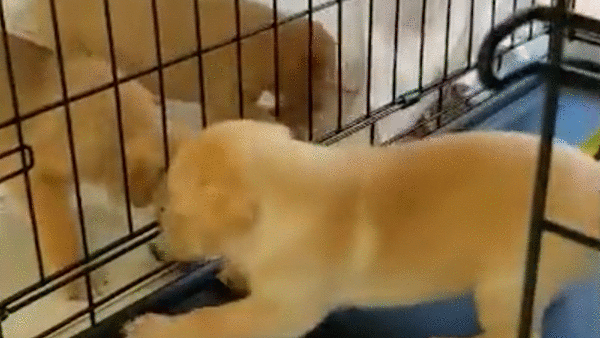 Chu cho hot hoang tim duong ra khoi chuong du cua da mo hinh anh