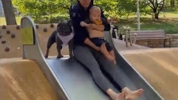 Cho Bull Phap thich choi cau truot o cong vien hinh anh