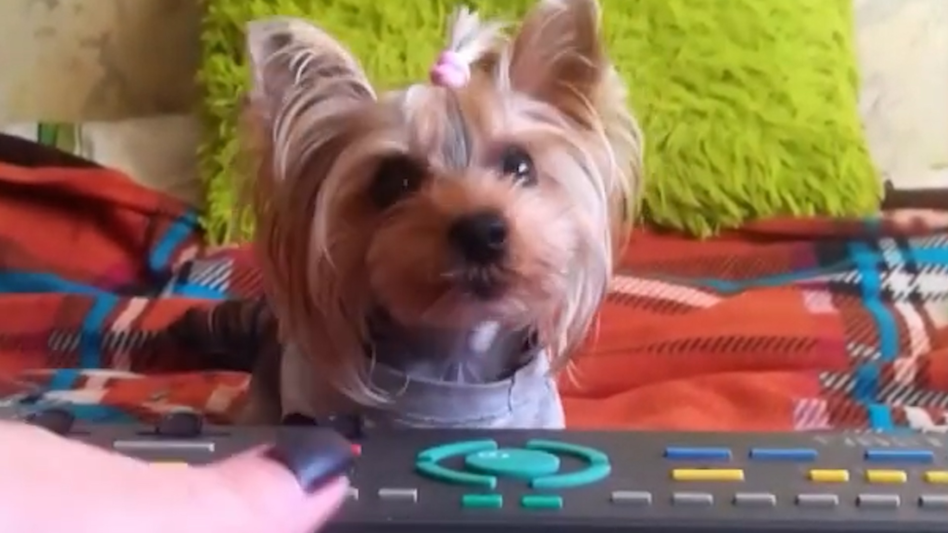 Chu cho sua theo dieu nhac hinh anh