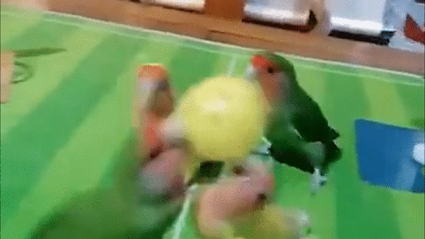 Nhung chu vet co so thich choi bong ro o Trung Quoc hinh anh