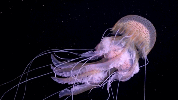 Cuoc song ve dem tuyet dep o bien Dia Trung Hai hinh anh