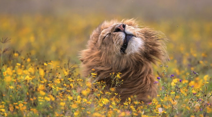 Chung ta yeu dong vat, nhung san sang an thit chung hinh anh