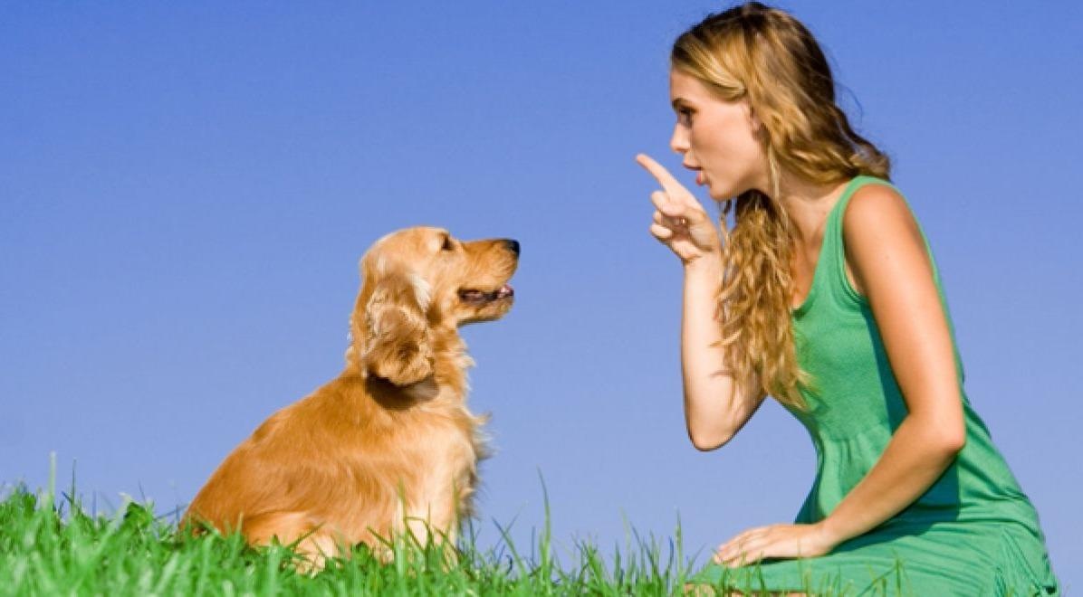 Co phai loai cho duoc thuan hoa tu 15.000 nam truoc? hinh anh