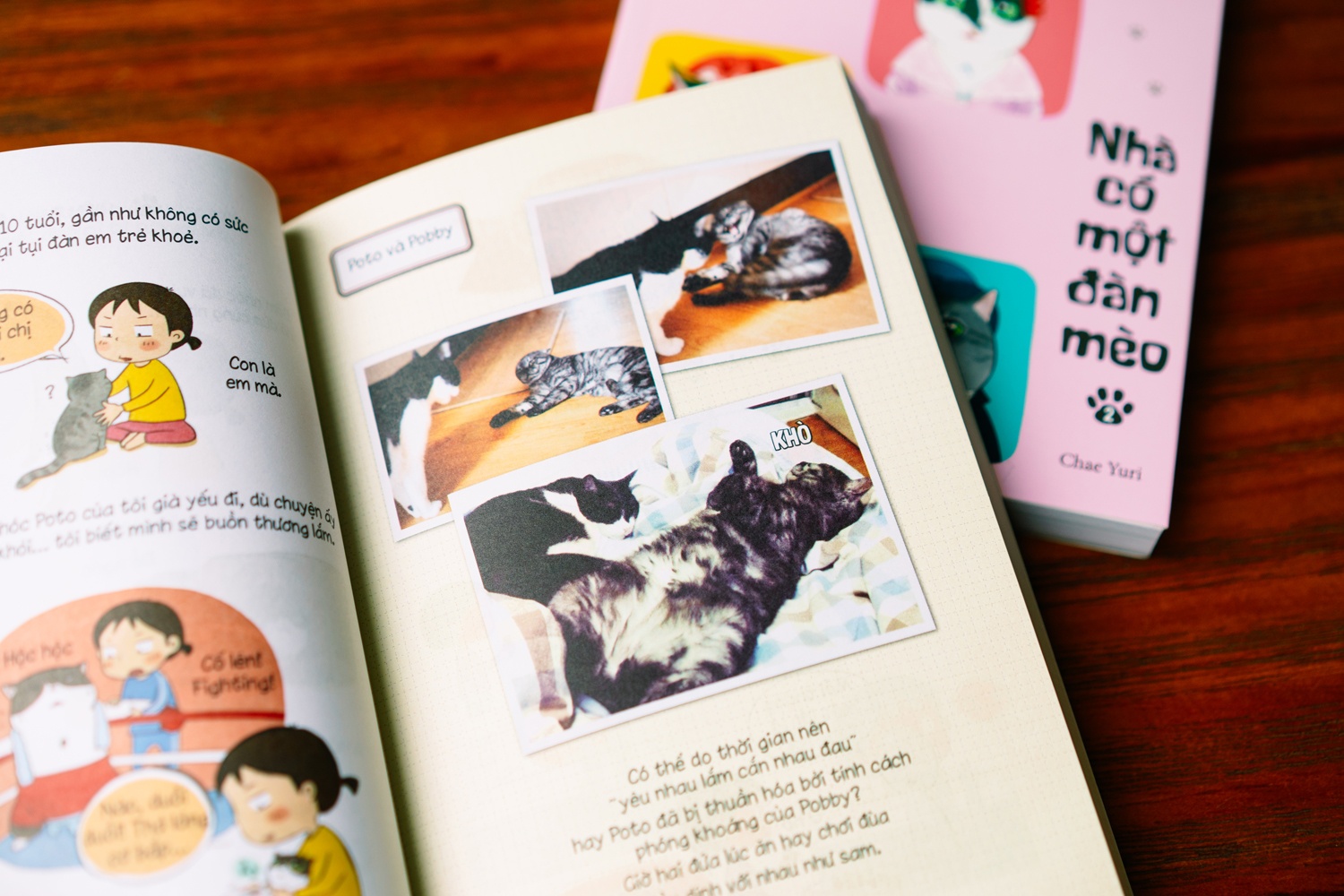 Nha co mot dan meo anh 2