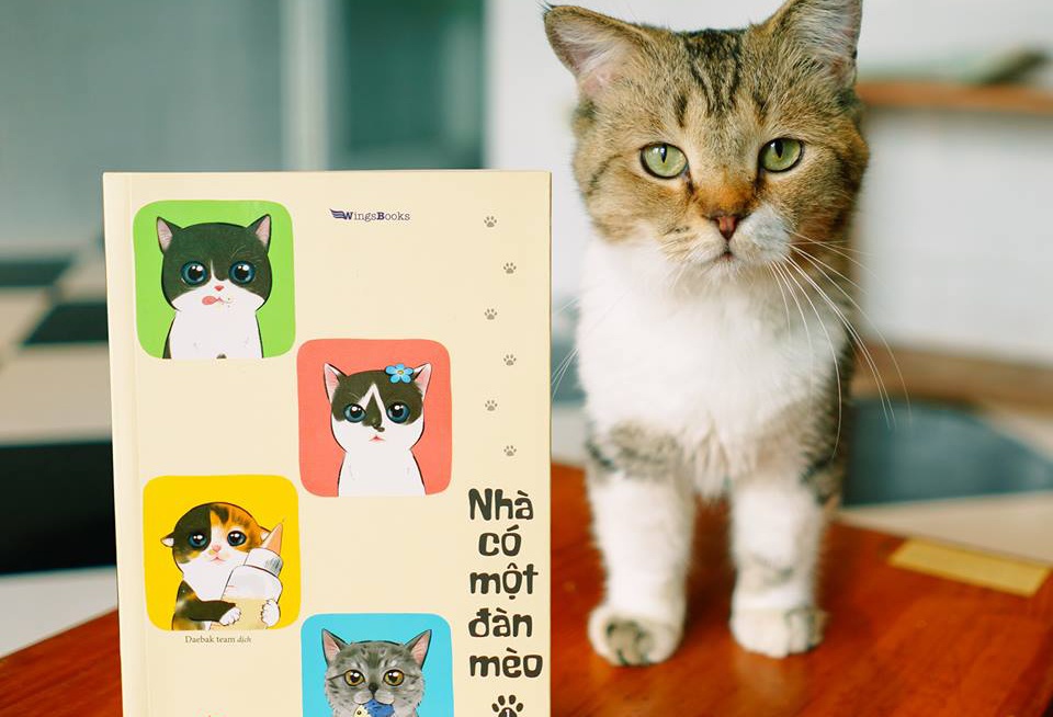 Hoc cach yeu thuong khi nuoi dan meo hoang hinh anh