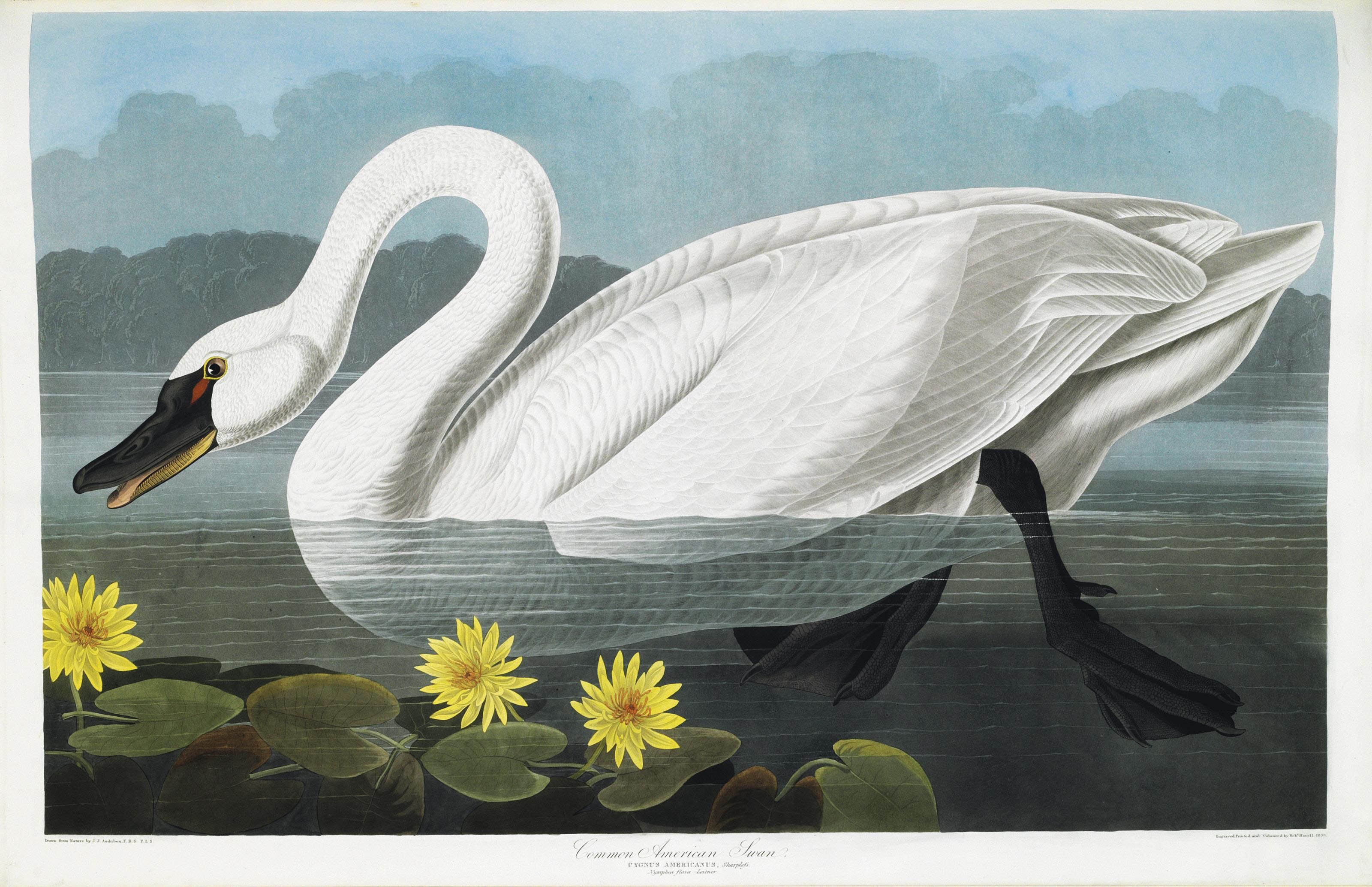 Mot cuon sach quy ban duoc hon 220 ty dong tai My hinh anh