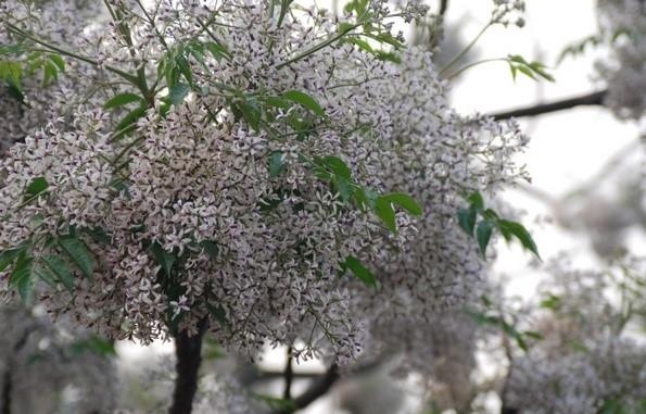 Hoa xoan đỏ trong thơ Nguyễn Bính là cây gì? ảnh 1 Hoa xoan do trong tho Nguyen Binh la cay gi? anh 1