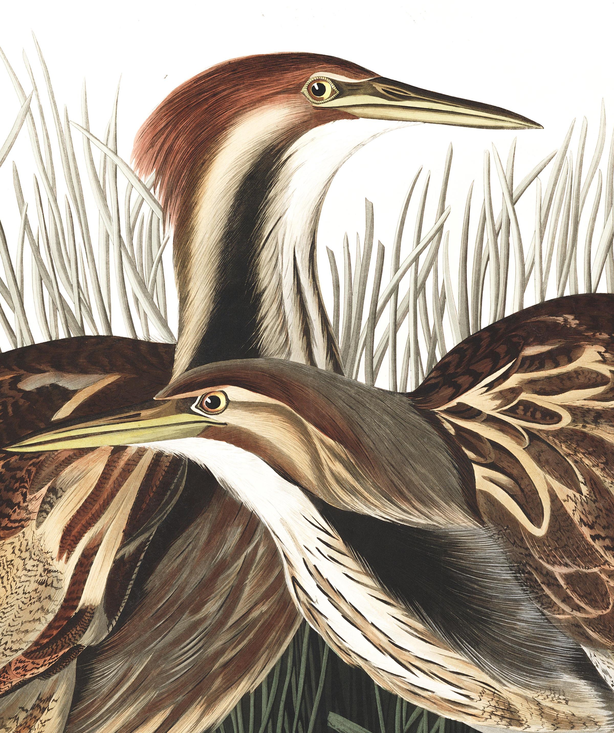 Anh dep trong sach Nhung loai chim My anh 8