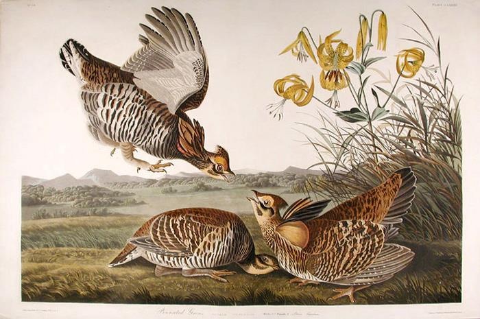 Anh dep trong sach Nhung loai chim My anh 10