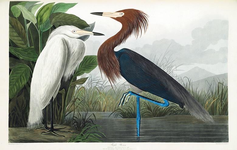 Anh dep trong sach Nhung loai chim My anh 6