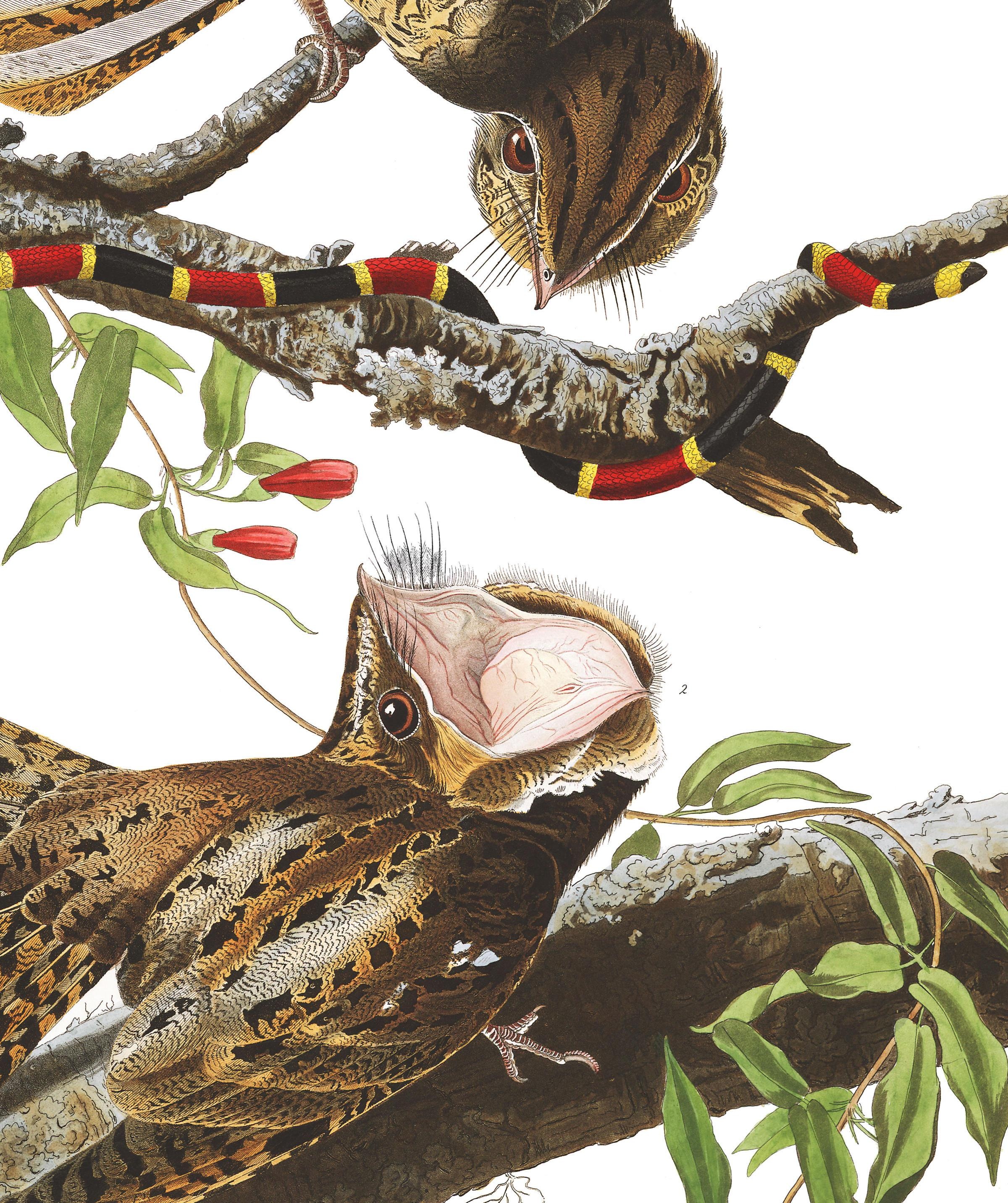 Anh dep trong sach Nhung loai chim My anh 7