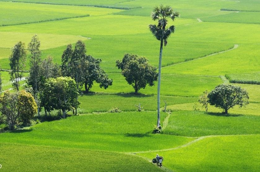 Vi diu ngot cua mot vung dat va men say tinh nguoi hinh anh