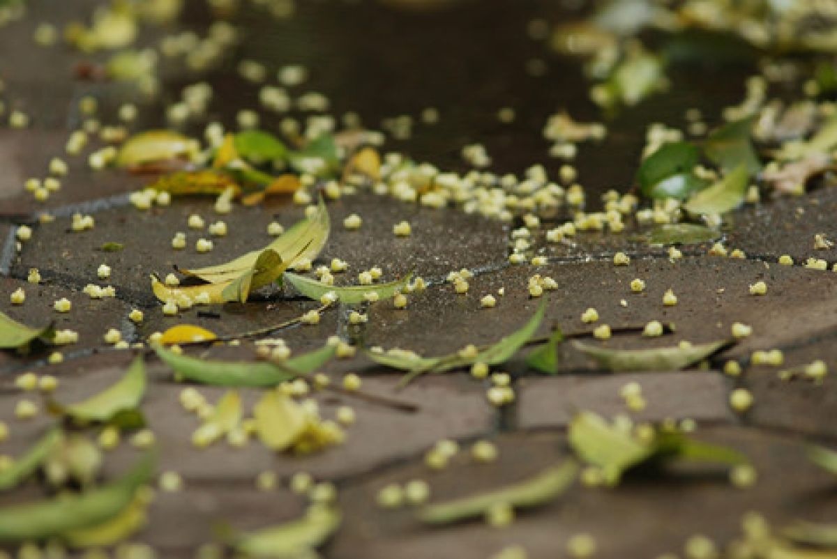 Thơ Hà Nội một ảnh 2 Tho Ha Noi mot anh 2