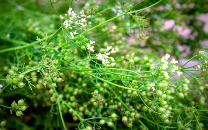 Huong mui gia trong can nha me mua xuan hinh anh