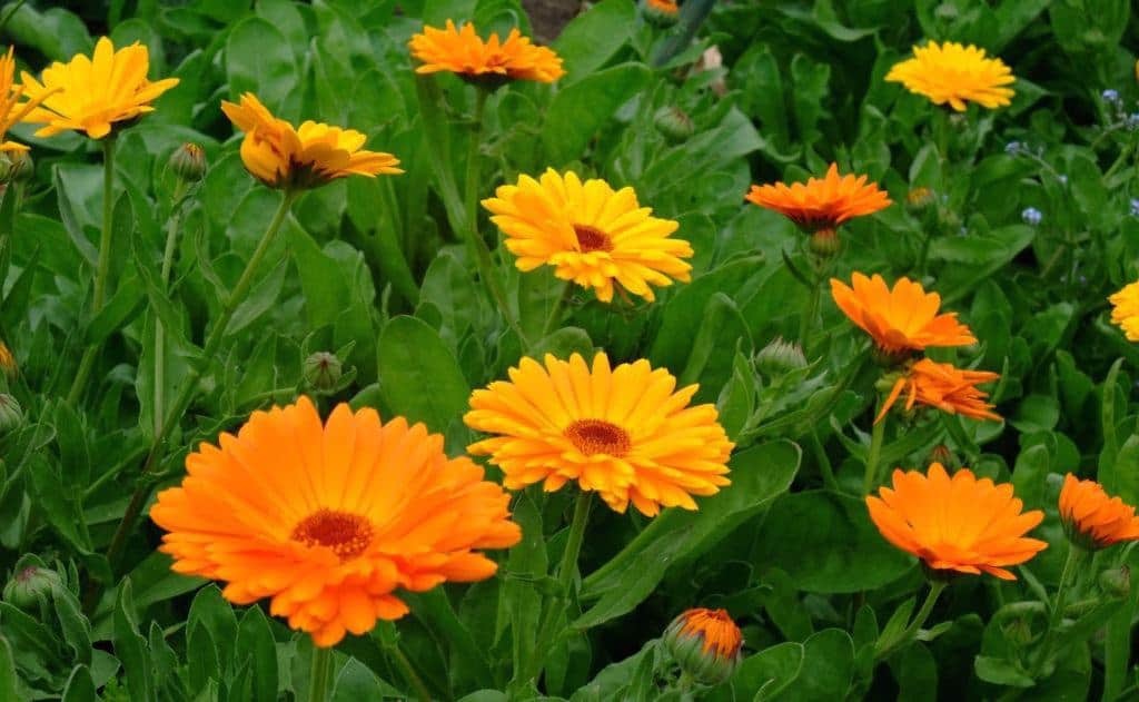 Doi ban tay duoi nang anh 2