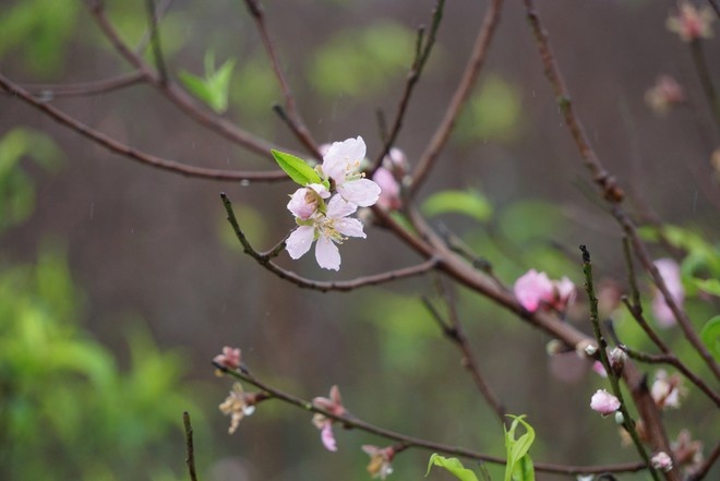Tinh ca thang hai anh 1