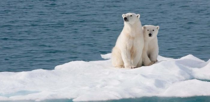 Chu gau nho o Bac Cuc day ta dieu gi ve moi truong? hinh anh