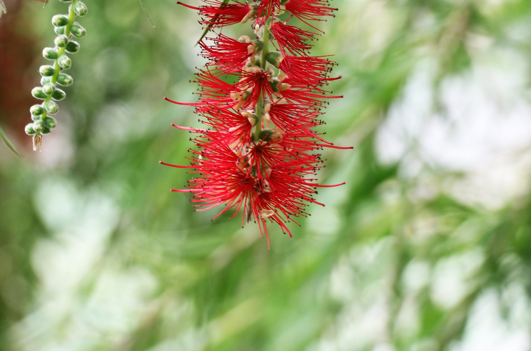 Cam lo la nhung nu cuoi an nhien anh 2